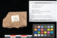 Foto (Objekt + Etikett) von Alnus gracilis Unger (NHMW-GEO-2024-0188-0735)